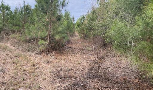 Photo #46 of SOLD property in Off Twisted Hickory Road, Bladenboro, NC 97.3 acres