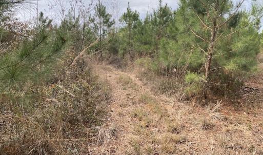 Photo #47 of SOLD property in Off Twisted Hickory Road, Bladenboro, NC 97.3 acres