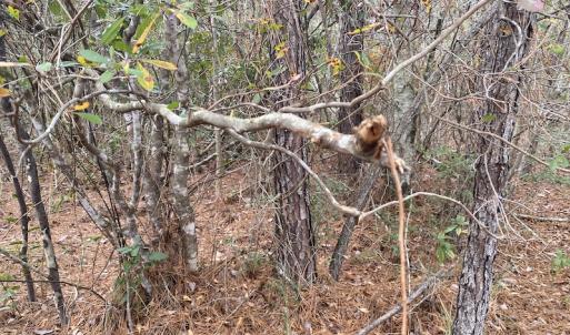 Photo #17 of SOLD property in Off Twisted Hickory Road, Bladenboro, NC 97.3 acres