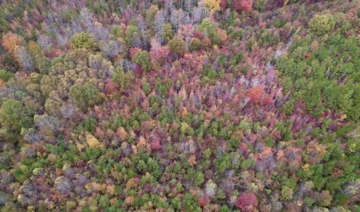 Photo #11 of SOLD property in Off Beamon Hunt Road, Warrenton, NC 10.9 acres
