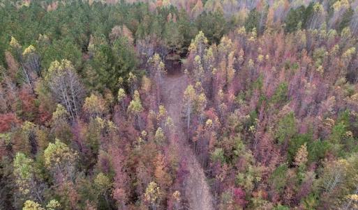 Photo #4 of SOLD property in Off Beamon Hunt Road, Warrenton, NC 10.9 acres