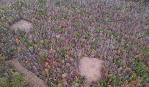 Photo #5 of SOLD property in Off Beamon Hunt Road, Warrenton, NC 10.9 acres