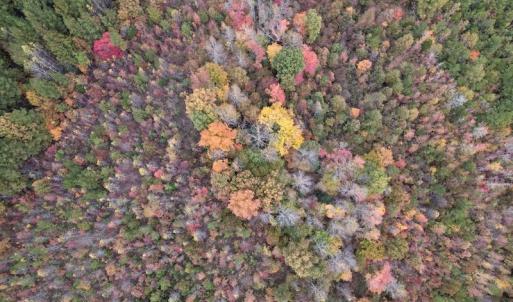 Photo #4 of SOLD property in Off Beamon Hunt Road, Warrenton, NC 23.7 acres