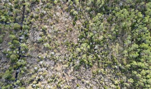 Photo #21 of SOLD property in Off Lowland Road, Lowland, NC 38.8 acres