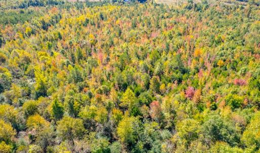 Photo #20 of SOLD property in 1282 Country Club Drive, Chase City, VA 64.1 acres