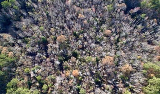 Photo #22 of SOLD property in Off Woodridge Road, Enfield, NC 27.9 acres