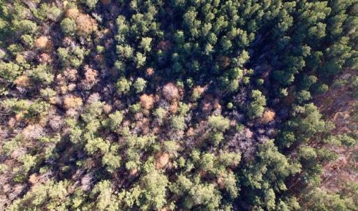 Photo #23 of SOLD property in Off Woodridge Road, Enfield, NC 27.9 acres