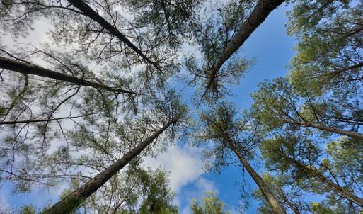 Photo #13 of SOLD property in Off Hughes Mill Road, Burlington, NC 20.1 acres