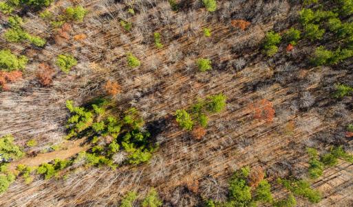 Photo #40 of SOLD property in Off Rocky Ridge Road, Oxford, NC 12.6 acres