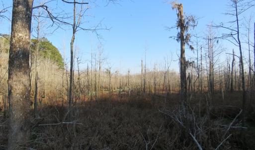 Photo #16 of NC 87 Highway East, Elizabethtown, NC 140.0 acres