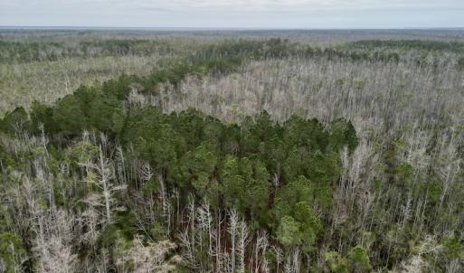 Photo #31 of SOLD property in Off US HWY 64, Columbia, NC 209.0 acres