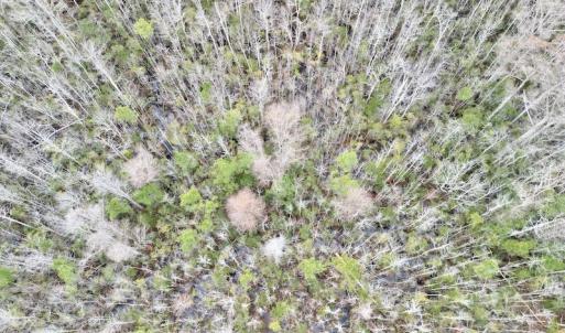 Photo #41 of SOLD property in Off US HWY 64, Columbia, NC 209.0 acres