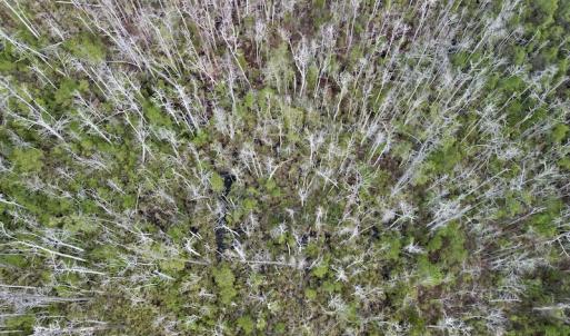 Photo #42 of SOLD property in Off US HWY 64, Columbia, NC 209.0 acres