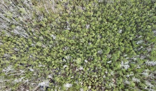 Photo #43 of SOLD property in Off US HWY 64, Columbia, NC 209.0 acres