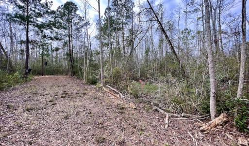 Photo #50 of SOLD property in Off US HWY 64, Columbia, NC 209.0 acres