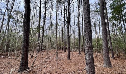 Photo #68 of SOLD property in Off US HWY 64, Columbia, NC 209.0 acres