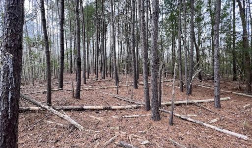 Photo #69 of SOLD property in Off US HWY 64, Columbia, NC 209.0 acres