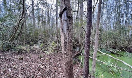 Photo #73 of SOLD property in Off US HWY 64, Columbia, NC 209.0 acres