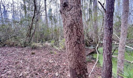 Photo #74 of SOLD property in Off US HWY 64, Columbia, NC 209.0 acres