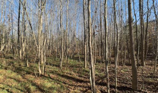 Photo #11 of SOLD property in Off Loundermon's Way, Pelham, NC 10.2 acres