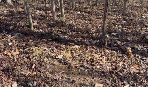 Photo #18 of SOLD property in Off Loundermon's Way, Pelham, NC 10.2 acres