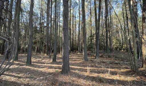 Photo #12 of SOLD property in Off Elmore Road, Painter, VA 30.5 acres