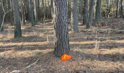 Photo #13 of SOLD property in Off Elmore Road, Painter, VA 30.5 acres