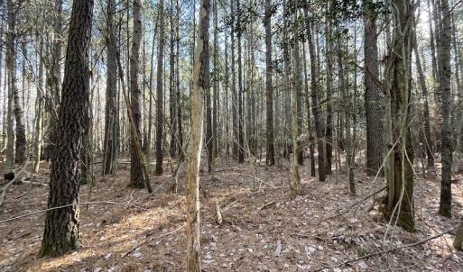 Photo #14 of SOLD property in Off Elmore Road, Painter, VA 30.5 acres