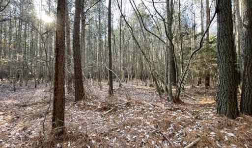 Photo #15 of SOLD property in Off Elmore Road, Painter, VA 30.5 acres