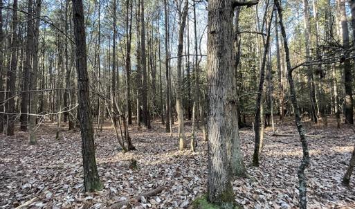 Photo #16 of SOLD property in Off Elmore Road, Painter, VA 30.5 acres