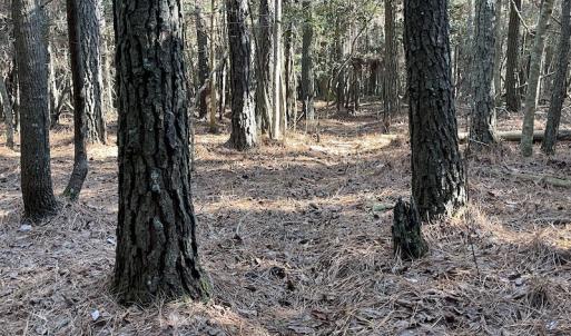 Photo #17 of SOLD property in Off Elmore Road, Painter, VA 30.5 acres