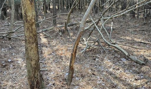 Photo #18 of SOLD property in Off Elmore Road, Painter, VA 30.5 acres