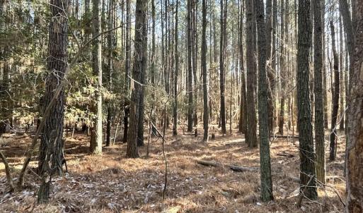 Photo #19 of SOLD property in Off Elmore Road, Painter, VA 30.5 acres