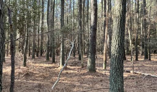 Photo #20 of SOLD property in Off Elmore Road, Painter, VA 30.5 acres