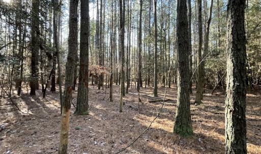Photo #21 of SOLD property in Off Elmore Road, Painter, VA 30.5 acres