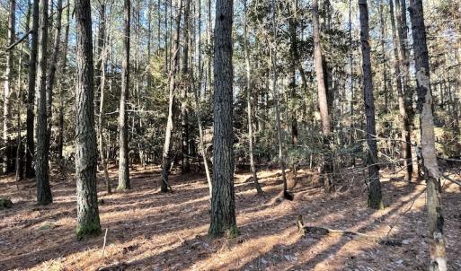 Photo #22 of SOLD property in Off Elmore Road, Painter, VA 30.5 acres