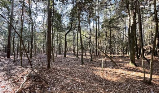 Photo #23 of SOLD property in Off Elmore Road, Painter, VA 30.5 acres