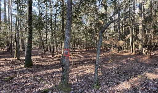Photo #24 of SOLD property in Off Elmore Road, Painter, VA 30.5 acres