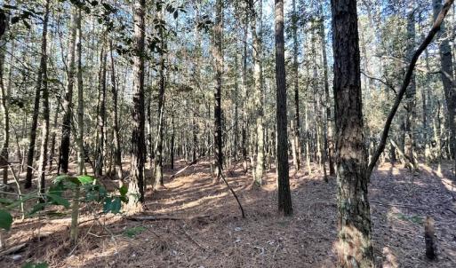 Photo #25 of SOLD property in Off Elmore Road, Painter, VA 30.5 acres