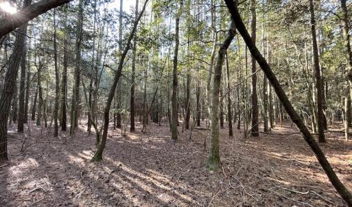 Photo #26 of SOLD property in Off Elmore Road, Painter, VA 30.5 acres