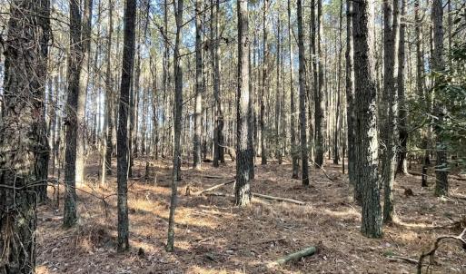 Photo #27 of SOLD property in Off Elmore Road, Painter, VA 30.5 acres