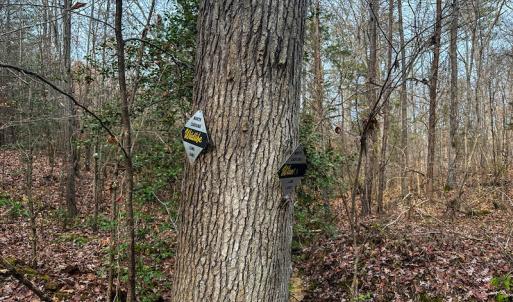 Photo #14 of SOLD property in Off Bowmantown Road, Roxboro, NC 49.5 acres