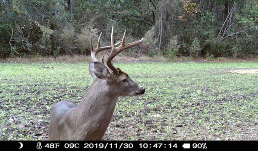 Photo #9 of SOLD property in Off Hwy 701 N, Harrells, NC 62.0 acres