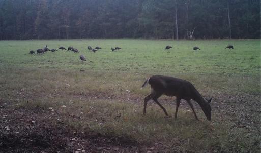 Photo #11 of SOLD property in Off Hwy 701 N, Harrells, NC 62.0 acres