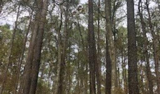 Photo #5 of SOLD property in Off Hwy 701 N, Harrells, NC 62.0 acres