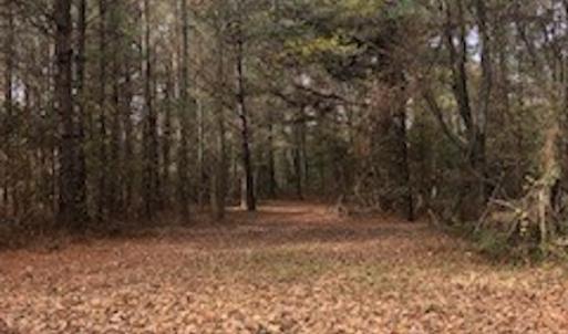 Photo #3 of SOLD property in Off Hwy 701 N, Harrells, NC 62.0 acres