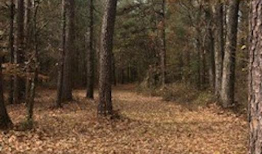 Photo #4 of SOLD property in Off Hwy 701 N, Harrells, NC 62.0 acres
