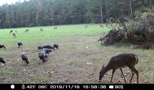 Photo #10 of SOLD property in Off Hwy 701 N, Harrells, NC 62.0 acres