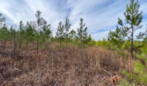 Photo #23 of SOLD property in Off Derby Road, Gretna, VA 123.1 acres