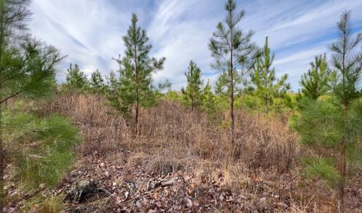 Photo #24 of SOLD property in Off Derby Road, Gretna, VA 123.1 acres